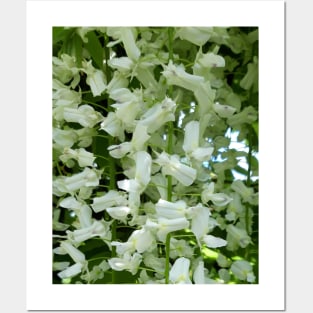 White Summer Blooms Posters and Art